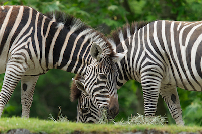 Zebras J6